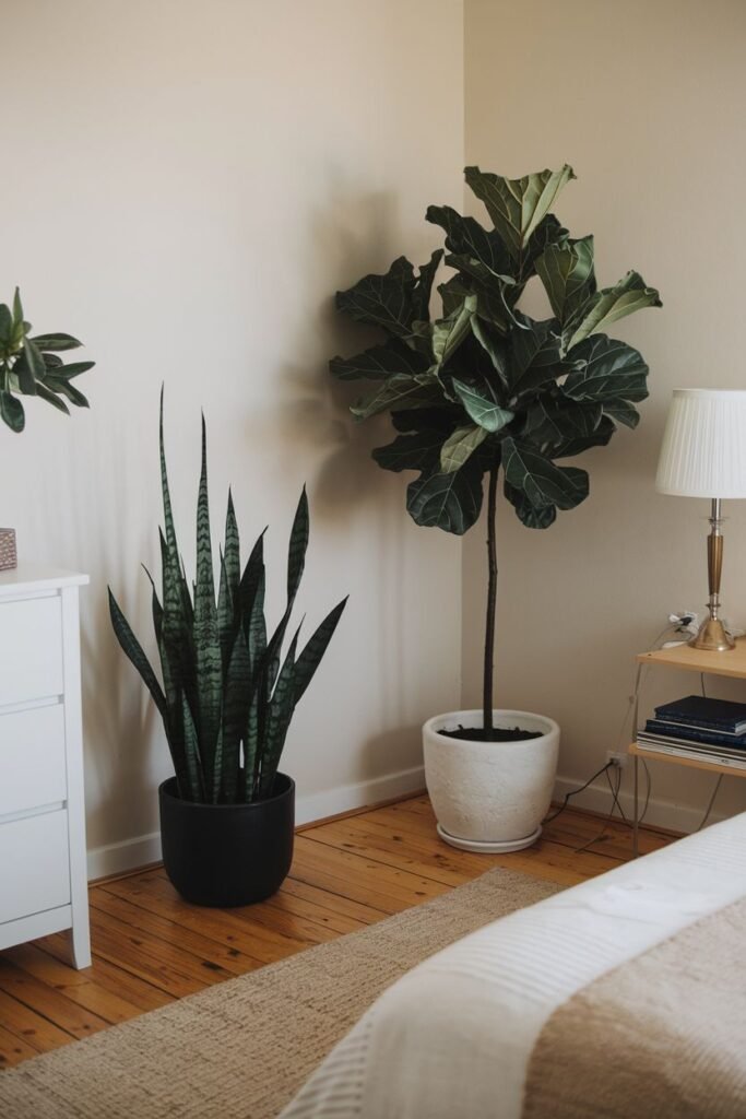 A tall snake plant in a black pot and a large Fiddle Leaf Fig tree in a white pot are placed side-by-side in a corner.